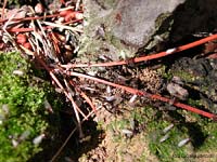 Formicaio con formiche alate che escono