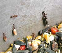 Formiche che saccheggiano granaglie