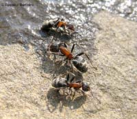 Liometopum microcephalum