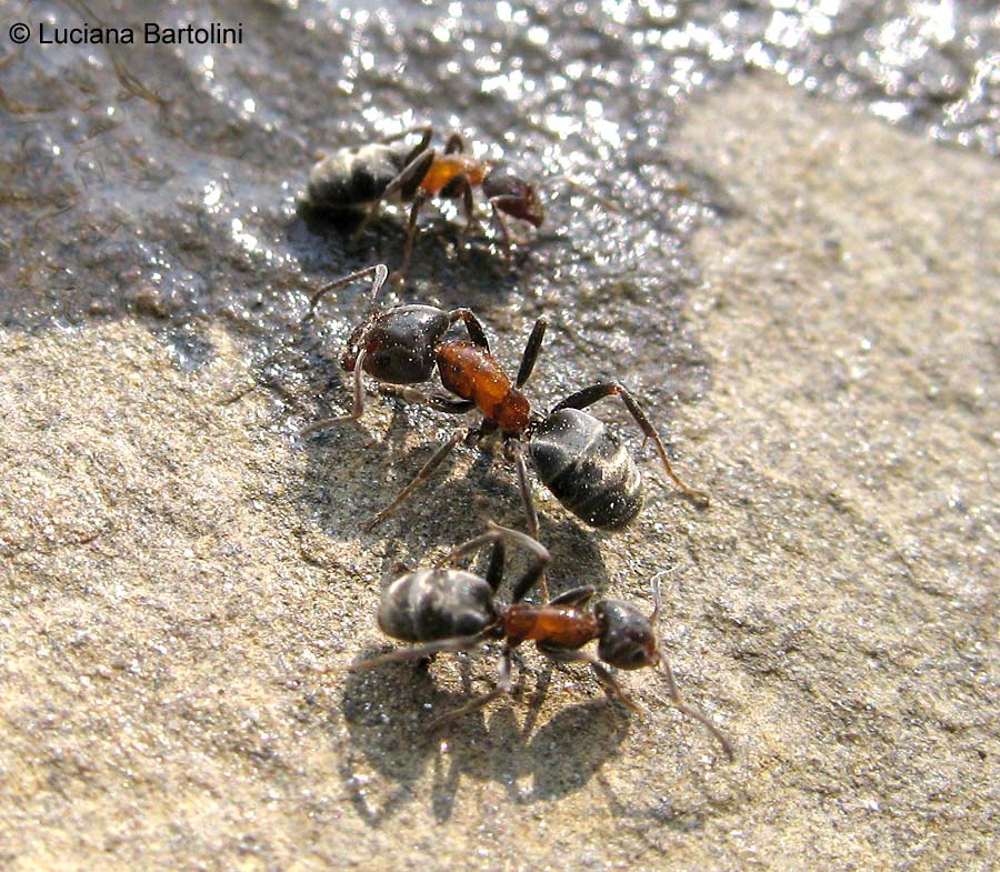 Fotografie Di Vari Specie Di Formiche