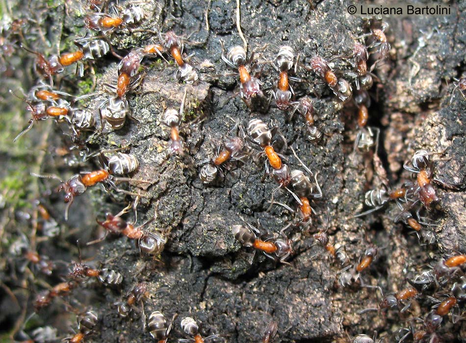 Fotografie Di Vari Specie Di Formiche