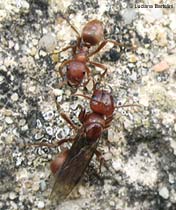 Polyergus rufescens - la formica amazzone