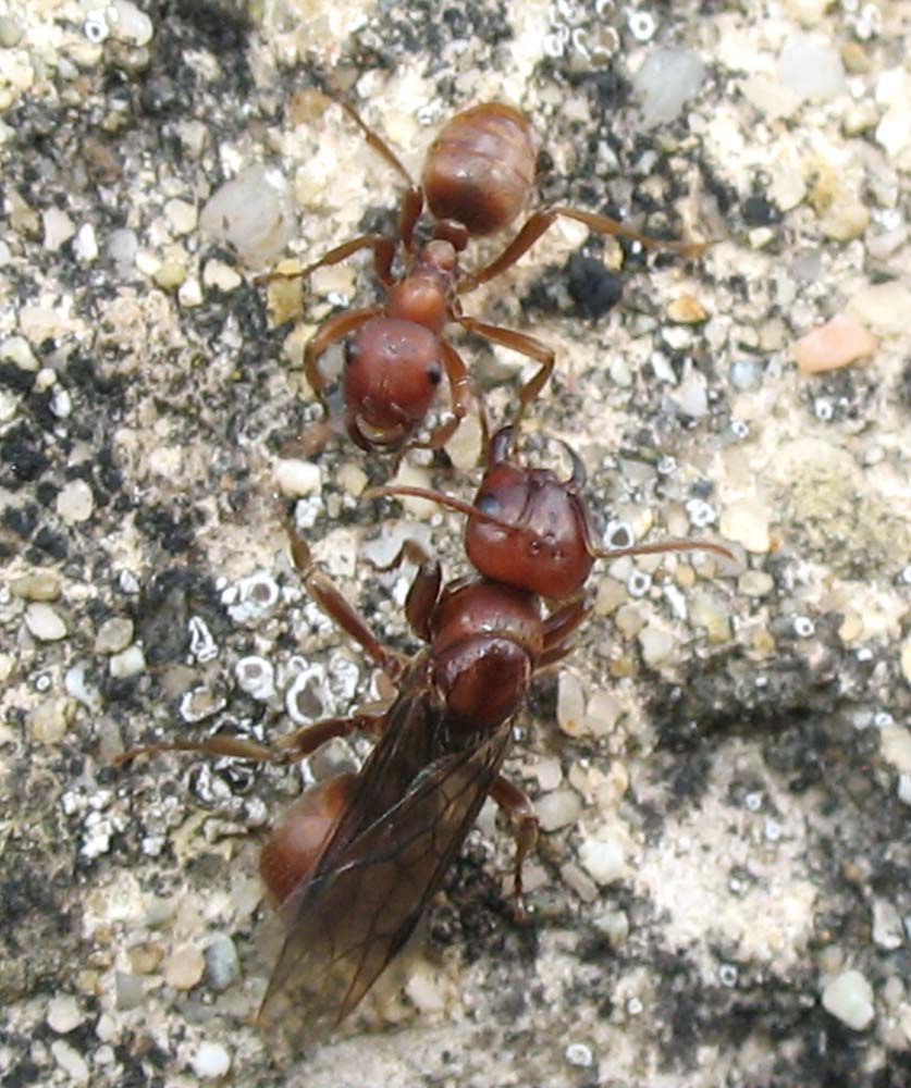 Fotografie Di Vari Specie Di Formiche