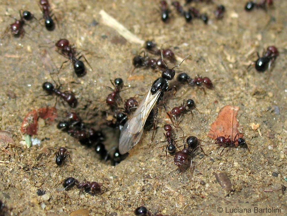 Fotografie Di Vari Specie Di Formiche