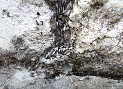 Migliaia di formiche che sciamano