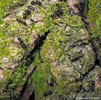 formiche Lasius fuliginosus che sciamano