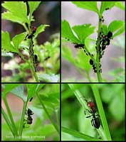 Camponotus lateralis sul prezzemolo con afidi