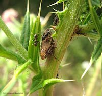 Cicadellidae Selenocephalus obsoletus circondato da formiche