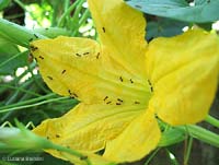 Formiche su di un fiore di zucca