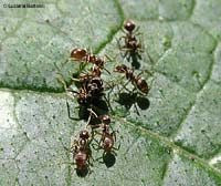 gruppo di Lasius che hanno circondato un'altra piccola formica