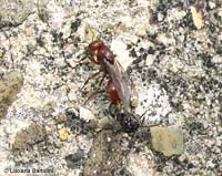 Accoppiamento di Polyergus rufescens