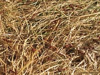 Polyergus rufescens - la formica guerriera