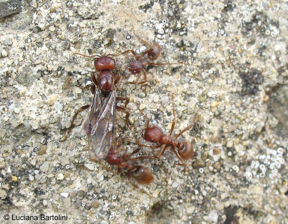 Fotografie Di Vari Specie Di Formiche