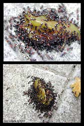 Crematogaster scutellaris su di un chicco di uva