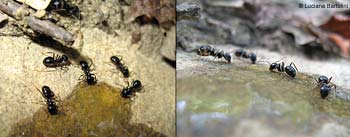 Formiche Lasius fuliginosus
