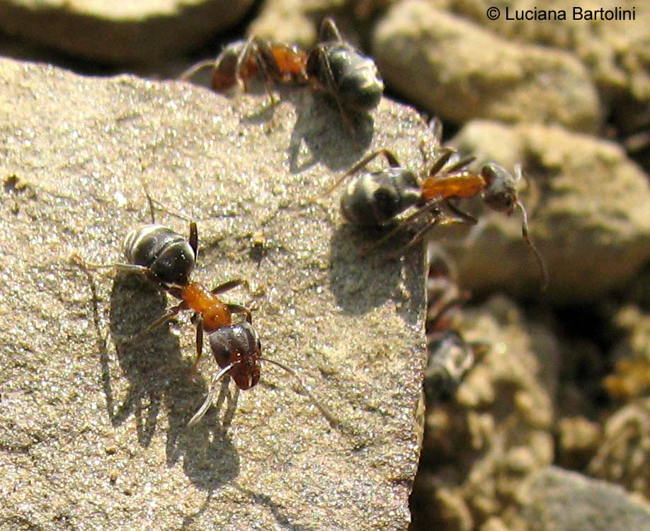 Fotografie Di Vari Specie Di Formiche