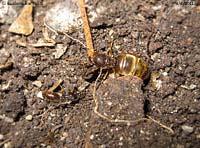 due formiche regine