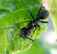 grossa formica nera Camponotus vagus
