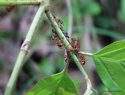 Formiche rosse Myrmica sp. che curano degli afidi