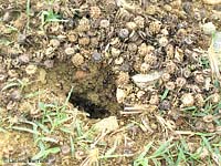 formiche con semi accatastati all'entrata del nido