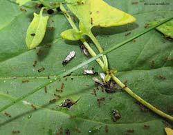 Formiche Lasius nere che sciamano