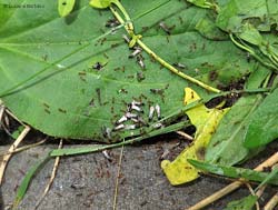 Piccole formiche Lasius che sciamano