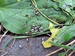 Formiche Lasius che sciamano