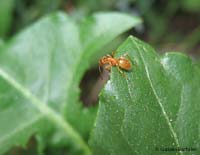 Lasius flavus