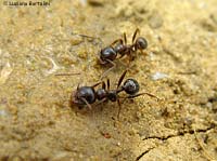 formiche che si nutrono di un liquido zuccherino