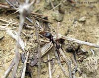 formica messor che trasporta un seme
