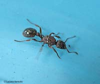 Formica con due spine nel tronco