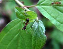 Formica Myrmica