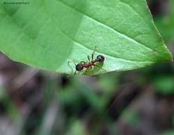 Fotografie Di Vari Specie Di Formiche