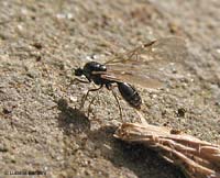 piccola formica alata