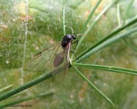 piccola formica alata