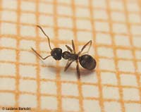 piccola formica piccola formica