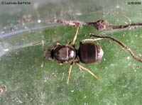 formica dai riflessi argentei