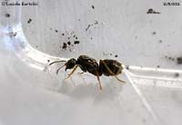 formica regina