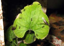 regine lasius con piccole formiche