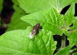 regina lasius - 5/9/2012