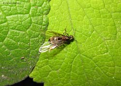 regina lasius - 5/9/2012