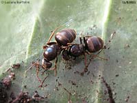 Grandi formiche nere e lucenti