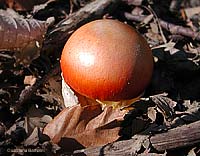 Amanita caesarea - 12.10.2006