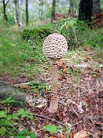 Bubbola Macrolepiota procera con cappello chiuso - 11.9.2002