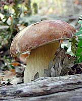 Boleto aestivalis
