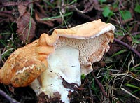 fungo Hydnum rufescens lo steccherino dorato