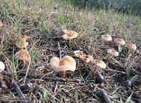 gruppo di Marasmius oreades - Gambesecche