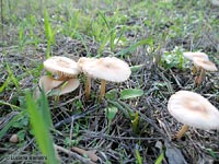 Marasmius oreades - Gambesecche