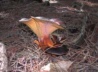 Omphalotus olearius - 15.10.2001