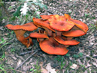 Omphalotus olearius il fungo arancione a forma di imbuto